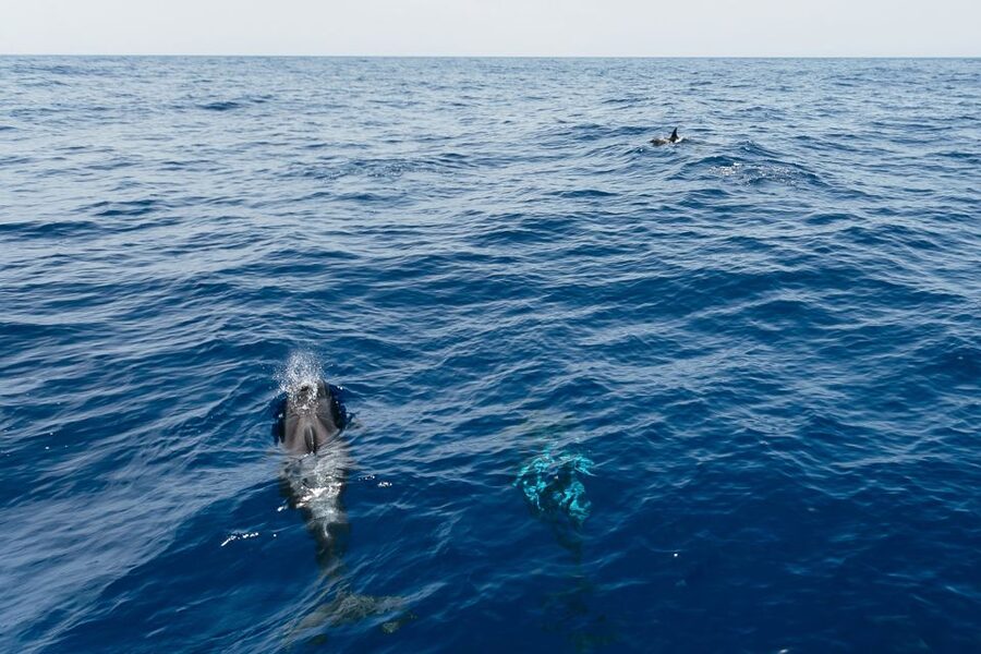 Costa Adeje: Whale Watching Catamaran Tour with Drinks - Fish farms, squid, and the talk between sightings