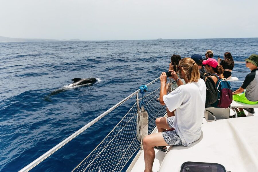 Costa Adeje: Whale Watching Catamaran Tour with Drinks - Is $41 a fair price?