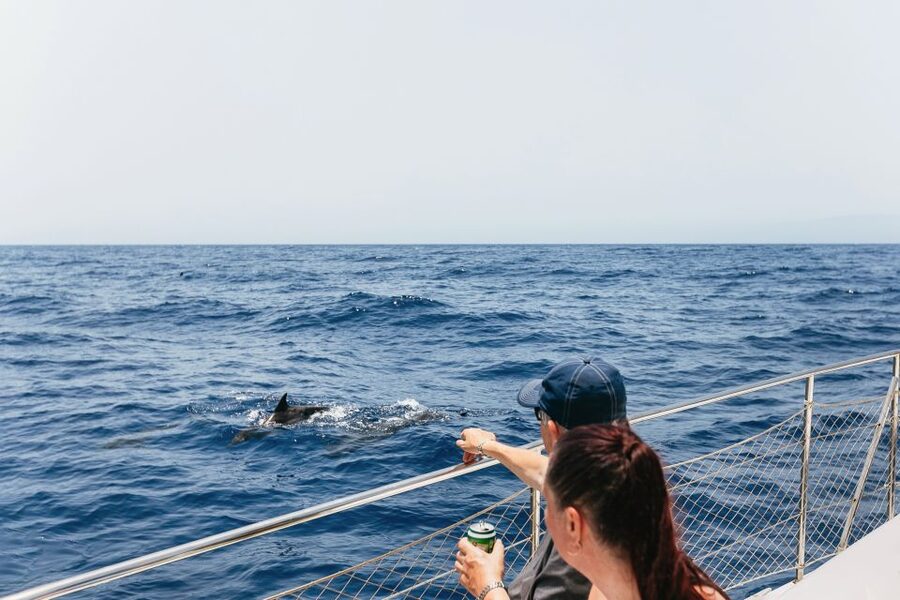 Costa Adeje: Whale Watching Catamaran Tour with Drinks - Pilot whales, dolphins, and a chance encounter