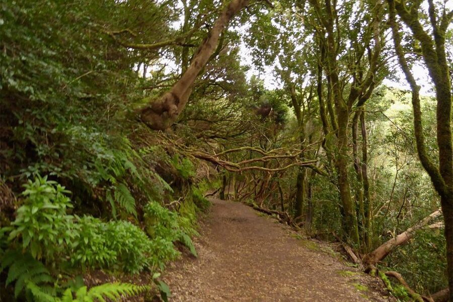 Cruz del Carmen: Hiking in Anaga with Local Food Products - Laurel forest, local plants, and island life
