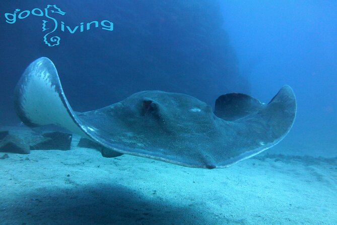 Dives Packages with Transfers in Tenerife - Why two sessions make a better half-day