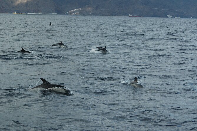 Dolphin and Whale Sailing Tour in Los Gigantes - Looking for pilot whales and dolphins