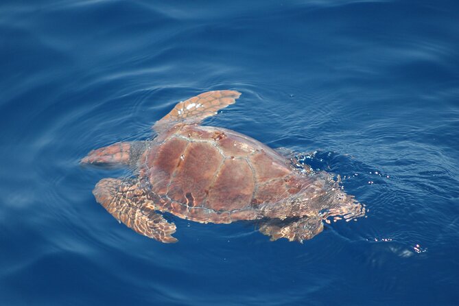 Dolphin and Whale Sailing Tour in Los Gigantes - Getting to the marina and planning your day