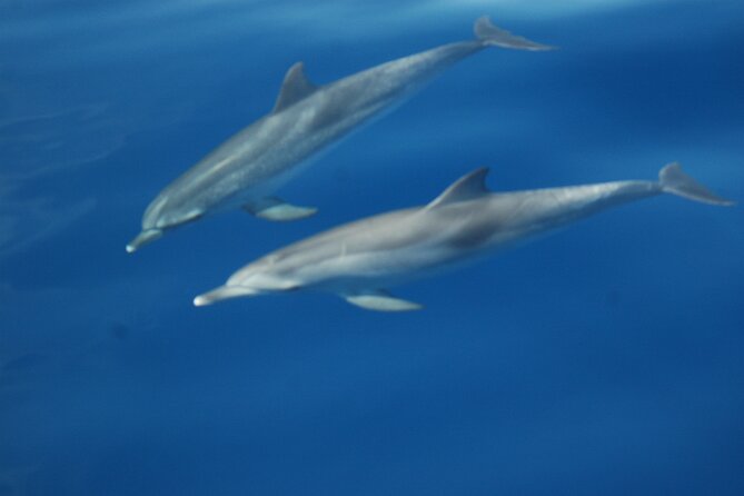 Dolphin and Whale Sailing Tour in Los Gigantes - Who should book this Los Gigantes boat trip?