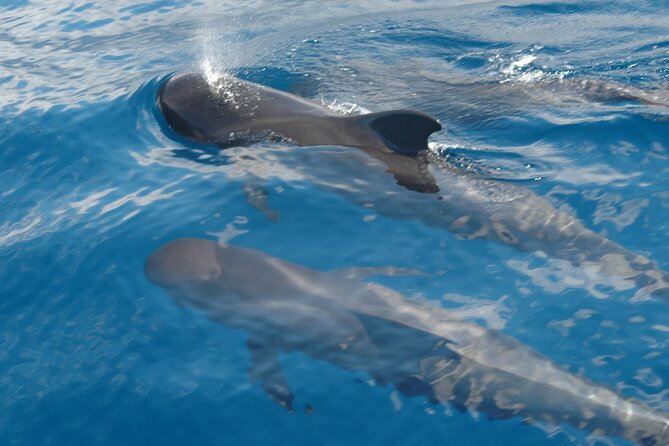 Dolphin and Whale Sailing Tour in Los Gigantes - A swim stop in a quiet cove