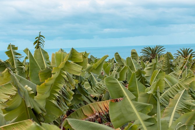 Eco banana farm Tour - Inside Tenerife’s ecological banana farm