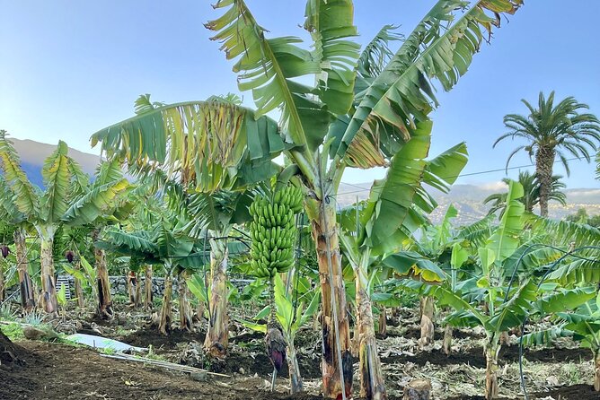 Eco banana farm Tour - What the walk teaches you about bananas