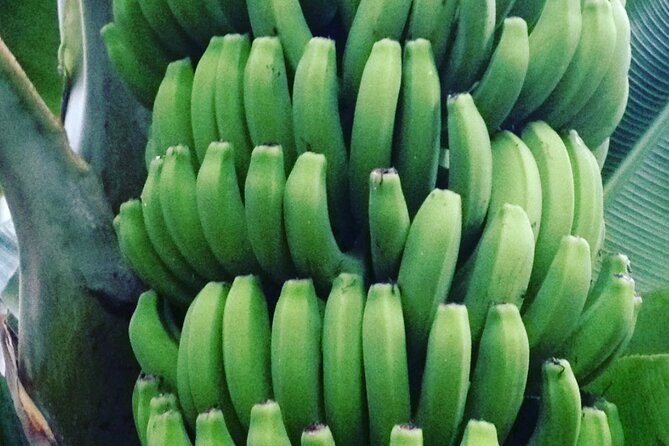 Eco banana farm Tour - Who will enjoy this visit most?