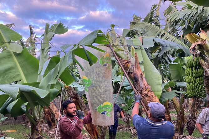 Eco banana farm Tour - Should you book the banana farm tour?