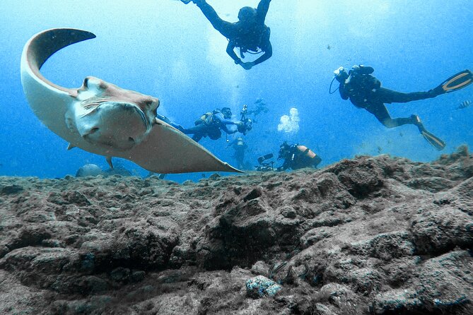 First Dive Experience in Tenerife - Four hours, with pickup as an option