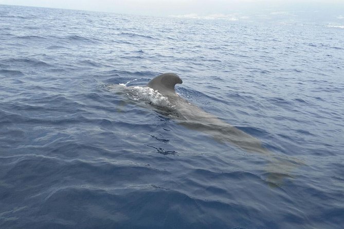 Fishing trip, Tenerife Sea Passion - Who will enjoy this Tenerife fishing trip?