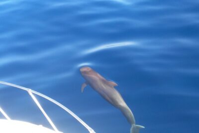 Fishing trip, Tenerife Sea Passion