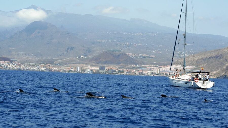 From Los Gigantes: Whale Watching Sailboat Cruise - Key points before you book