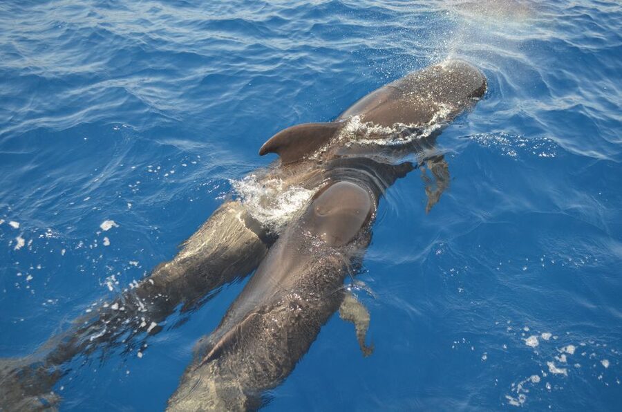 From Los Gigantes: Whale Watching Sailboat Cruise - Sailing beneath the cliffs, then taking a short swim