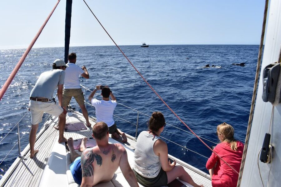 From Los Gigantes: Whale Watching Sailboat Cruise - Who will enjoy this trip most