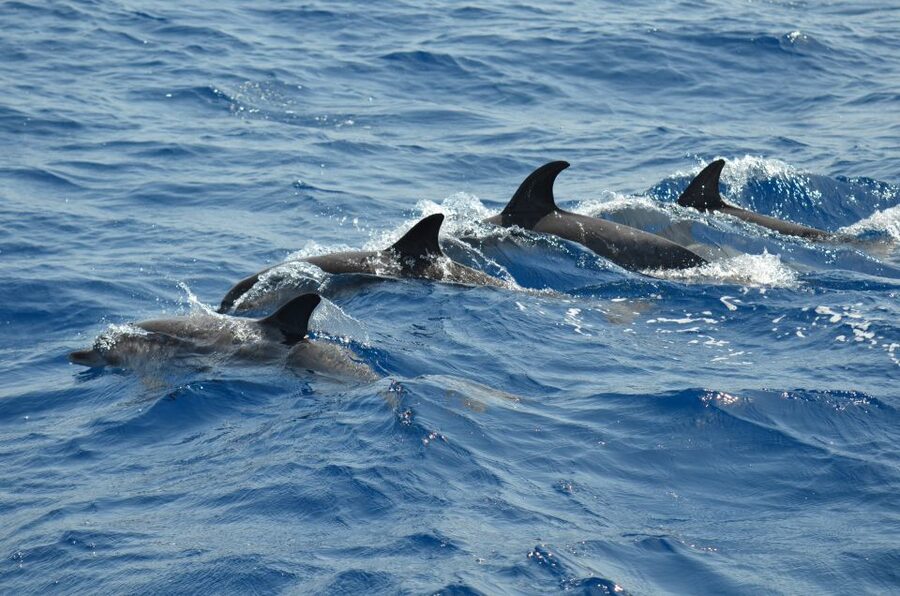 From Los Gigantes: Whale Watching Sailboat Cruise - Should you book the Los Gigantes sailboat cruise?