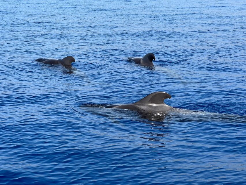 From Playa San Juan: Whale Watching, Gigantes, and Masca Bay - What makes this four-hour cruise worth considering
