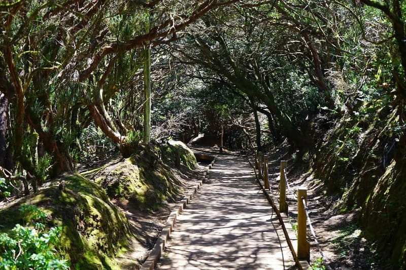 From Puerto de La Cruz: VIP Tour Around Anaga and La Laguna - Anaga’s rock, ravines and cloud cover