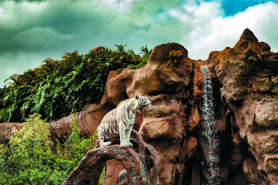 From South Tenerife: Loro Park Zoo Ticket & Hotel Transfers - Katandra TreeTops and quieter paths