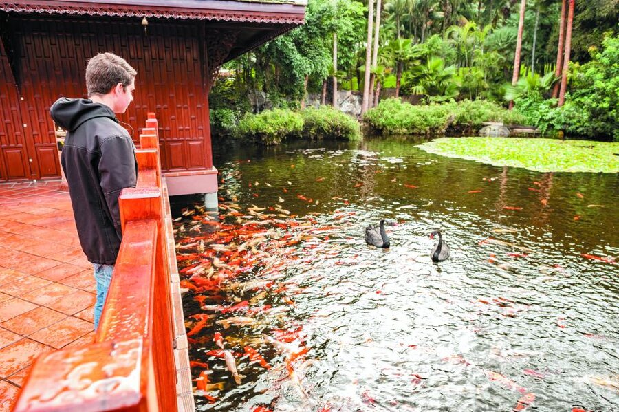 From South Tenerife: Loro Park Zoo Ticket & Hotel Transfers - Is the $75 price good value?