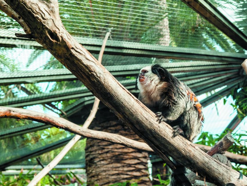 From South Tenerife: Loro Park Zoo Ticket & Hotel Transfers - Who should book this trip?