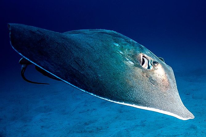 Guided Boat Dives for Certified Divers - Start at the Playa de las Américas dive center