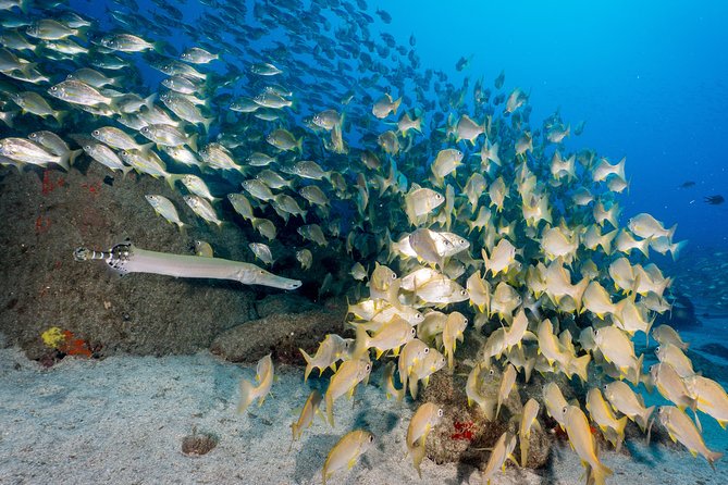 Guided Boat Dives for Certified Divers - Choose one outing or build a longer scuba plan