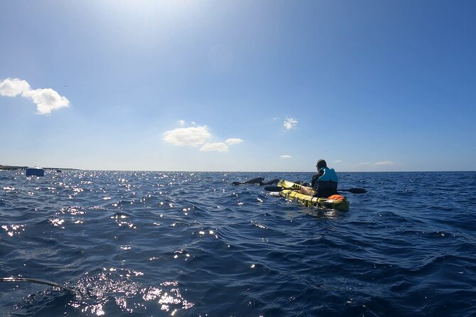 Guided Kayak Tour From Los Cristianos Beach Tenerife - Looking for dolphins near the fish farm