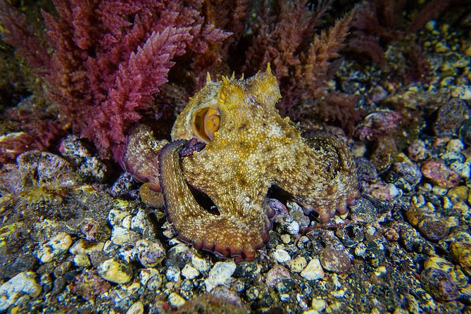 guided Scuba Diving on Tenerife (for certified divers) - Radazul is a practical starting point
