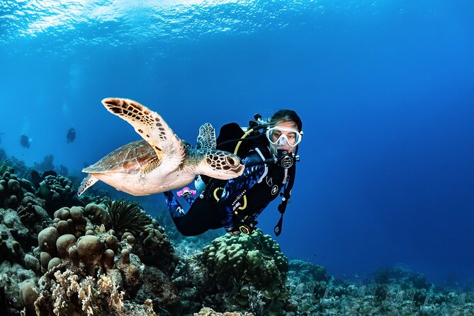 guided Scuba Diving on Tenerife (for certified divers) - Your certification shapes the session