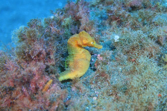guided Scuba Diving on Tenerife (for certified divers) - What the $180.20 price buys