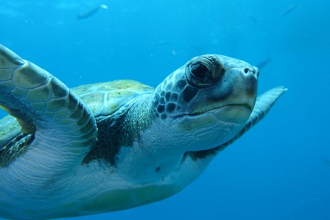 guided Scuba Diving on Tenerife (for certified divers) - Timing, fitness, and the flight rule