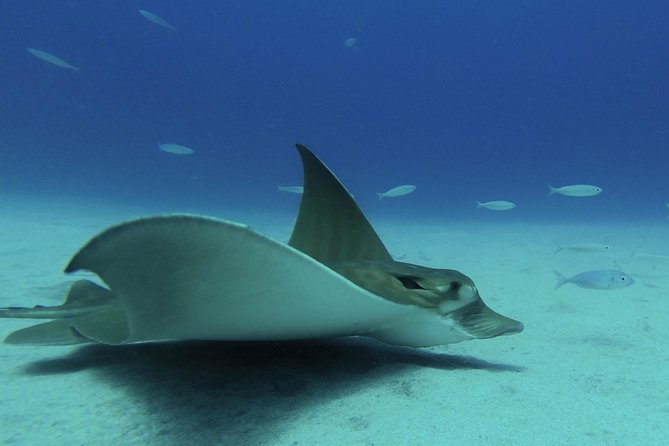 guided Scuba Diving on Tenerife (for certified divers) - Who should book this Tenerife outing
