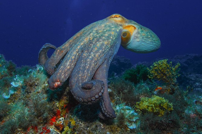 guided Scuba Diving on Tenerife (for certified divers) - FAQ