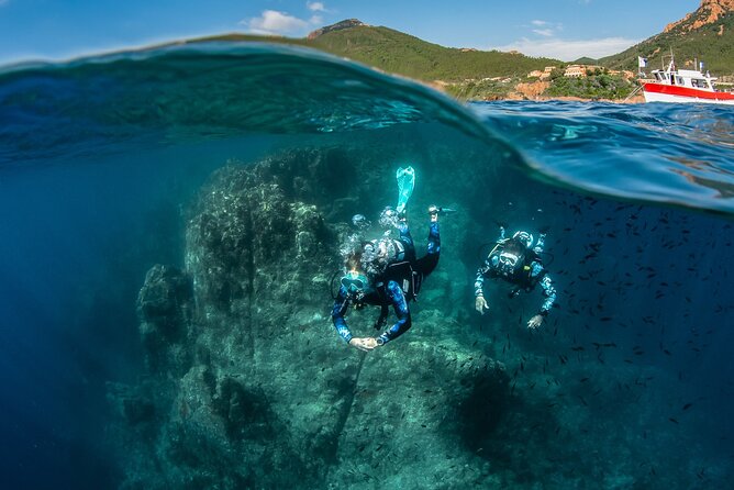 guided Scuba Diving on Tenerife (for certified divers) - Marine life, volcanic forms, and realistic expectations