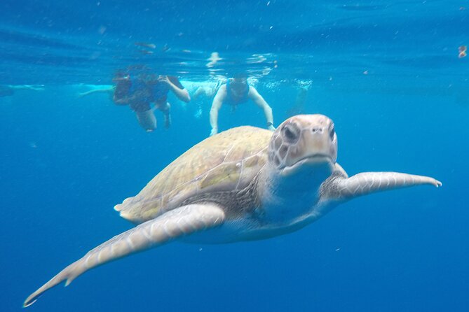 Kayak Route along the Volcanic Coast in Tenerife South with Snorkeling - From Los Cristianos, out along the volcanic coast