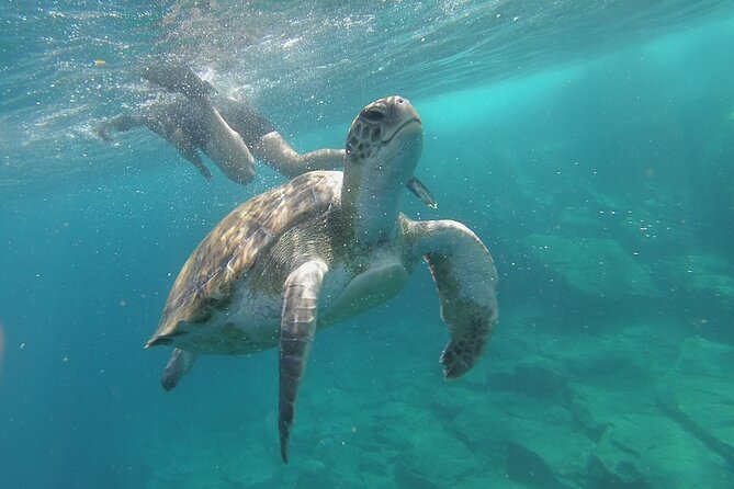 Kayak Route along the Volcanic Coast in Tenerife South with Snorkeling - Snorkeling is a bonus, not a promise