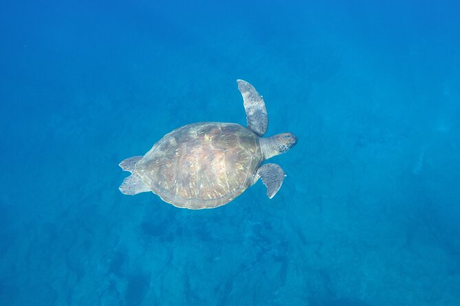 Kayak Route along the Volcanic Coast in Tenerife South with Snorkeling - What the $54.31 price gets you