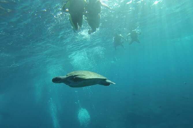 Kayak Route along the Volcanic Coast in Tenerife South with Snorkeling - Timing, weather, and a few useful preparations