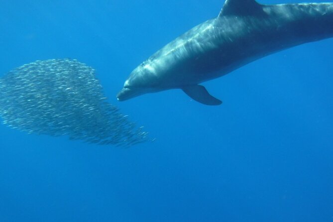 Kayak Route along the Volcanic Coast in Tenerife South with Snorkeling - Who should book this kayak trip?