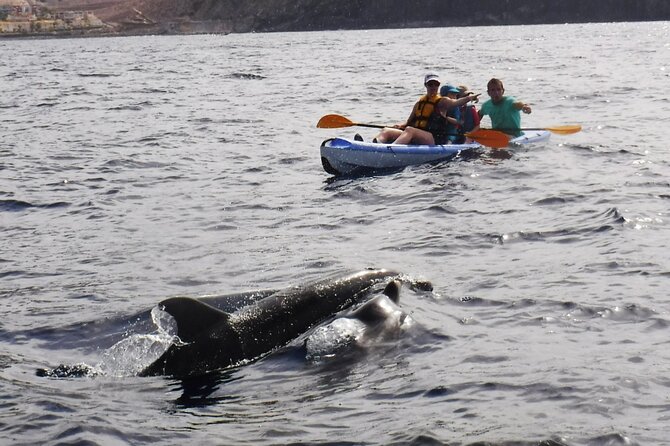 Kayak Route along the Volcanic Coast in Tenerife South with Snorkeling - FAQ