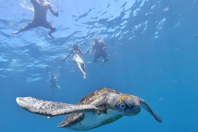 Kayak Safari with Dolphin and Turtle Watching in Guaza - A few things to know before you book