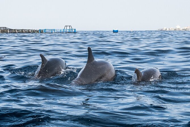 Kayak Safari with Dolphin and Turtle Watching in Guaza - Wildlife watching, with nature in charge