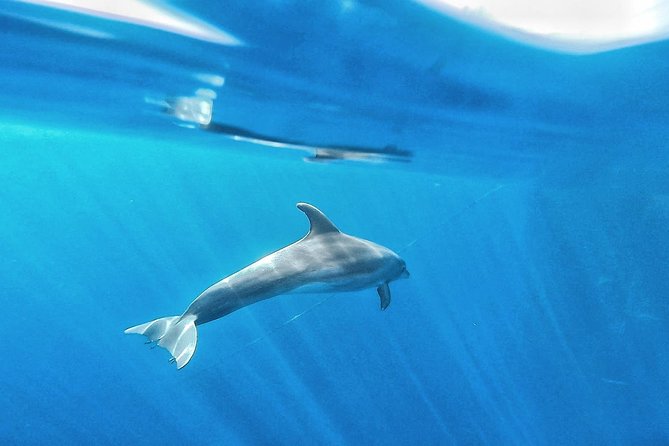 Kayak Safari with Dolphin and Turtle Watching in Guaza - A snorkel stop, with variable visibility