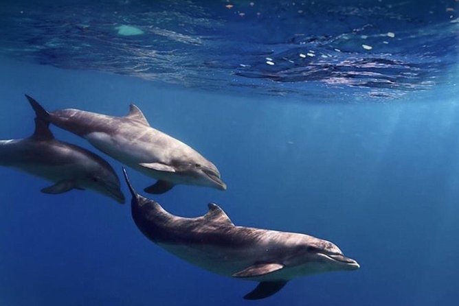Kayak Safari with Dolphin and Turtle Watching in Guaza - How hard is the paddle?