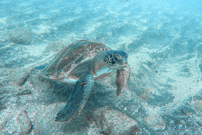 Kayaking + snorkeling with turtles - Dolphins, turtles, and realistic expectations