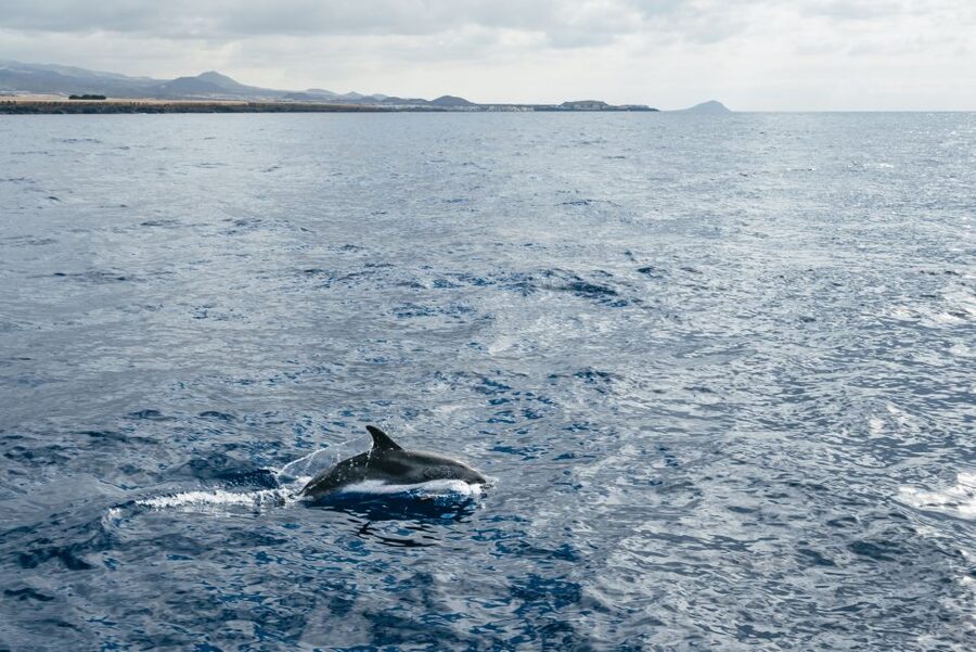 Las Galletas: Whale & Dolphin Tour with Local Skipper - Leaving Las Galletas on the Cruz del Sur