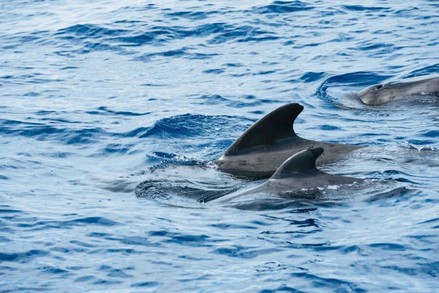 Las Galletas: Whale & Dolphin Tour with Local Skipper - Sea conditions and motion sickness