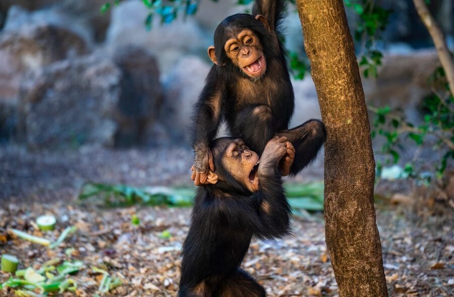 Loro Parque and Siam Park Combined Admission Tickets - Who should buy the combined ticket?
