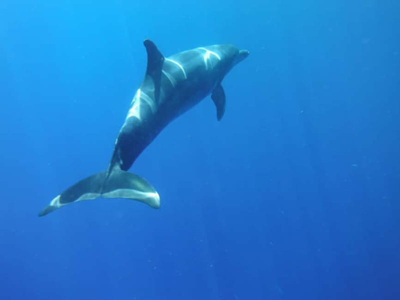 Los Cristianos: Kayak and Snorkel with Turtles and Photos - A volcanic coast best seen from the water